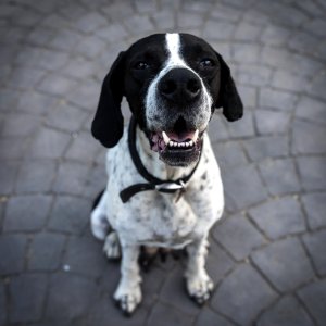 Black And White Short Coat Dog Closeup Photography photo