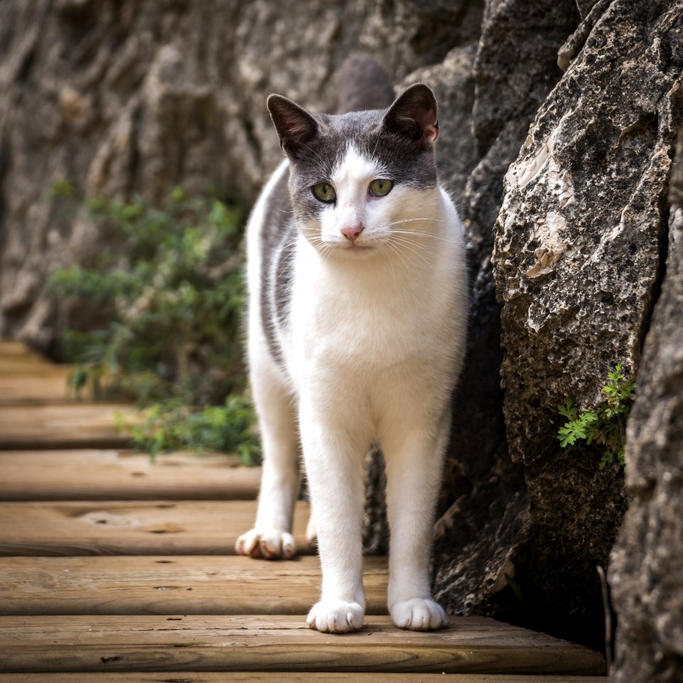 White And Grey Short Fur Cat Beside Grey Rock During Daytime