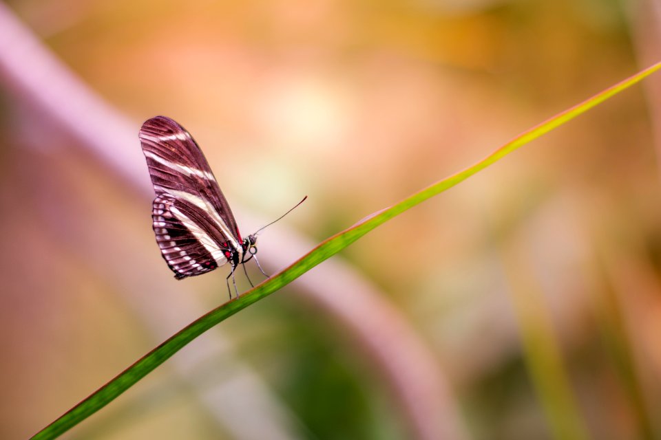 Butterfly On Green Branch