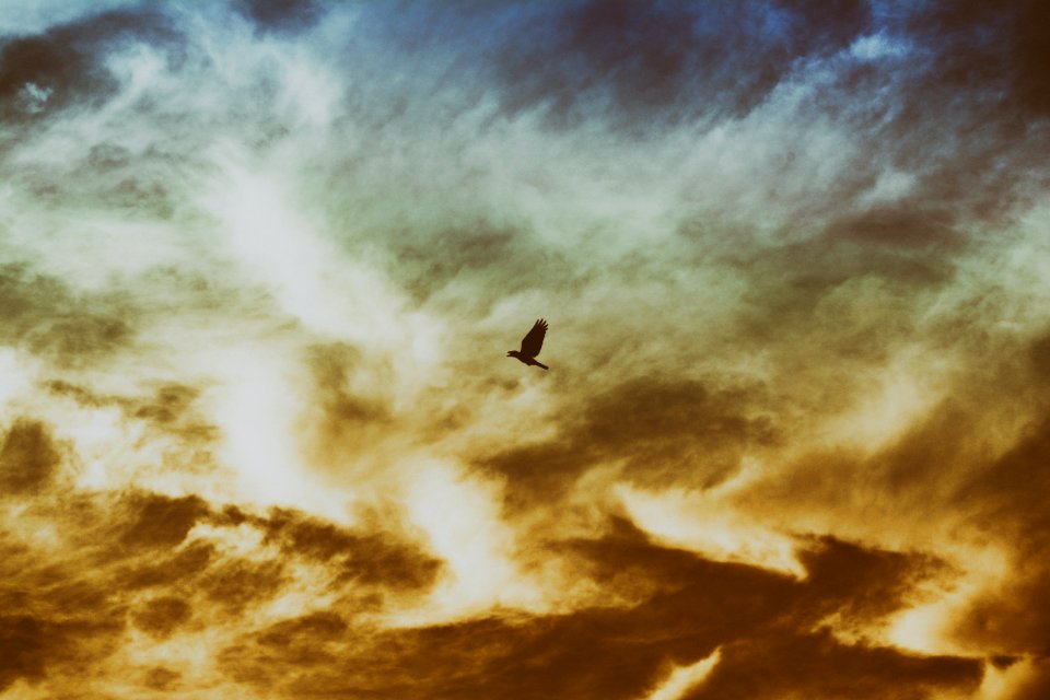 Bird Flying On Cloudy Sky