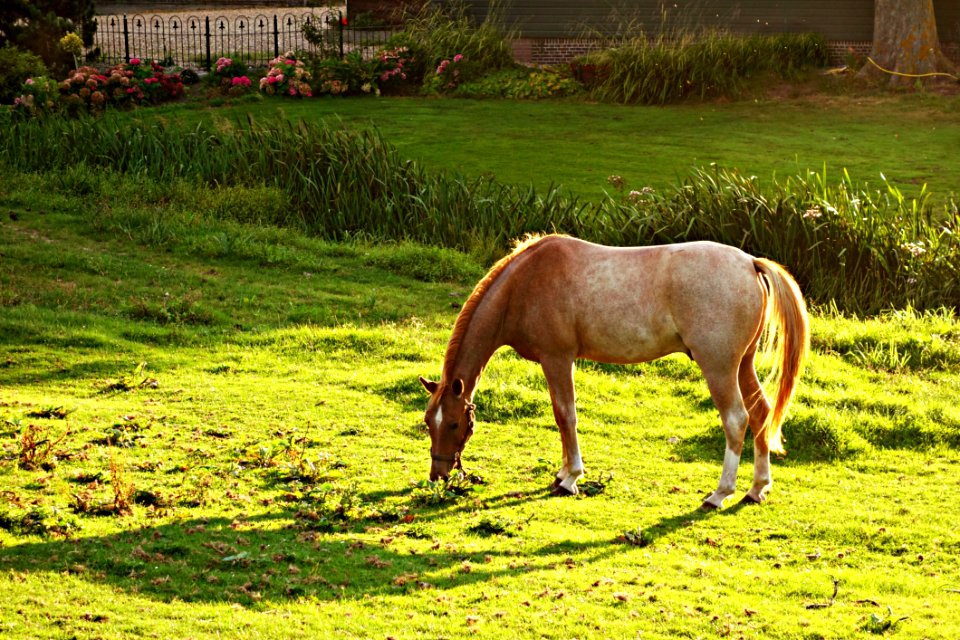 Brown And White Horse Eating Green Grass During Daytime