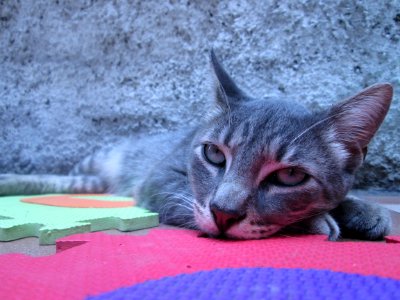 Gray Tabby Cat Lying On Puzzle Mat photo