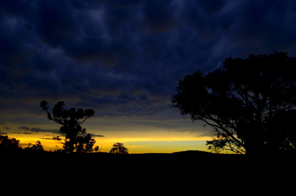 Trees Silhouette During Sunset