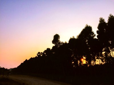 Silhouettes Of Tall Trees Near Dirt Road During Sunset photo