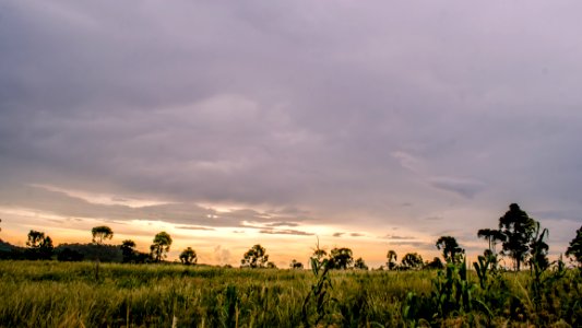 Green Trees With Grass During Daytime