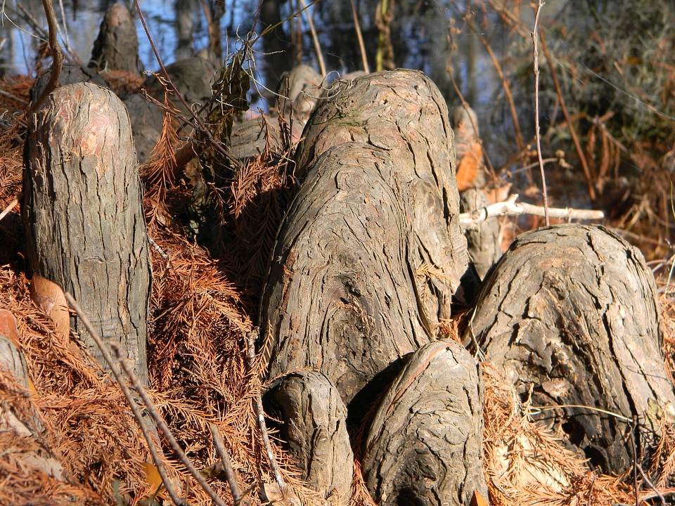 Trunk bayou cypress