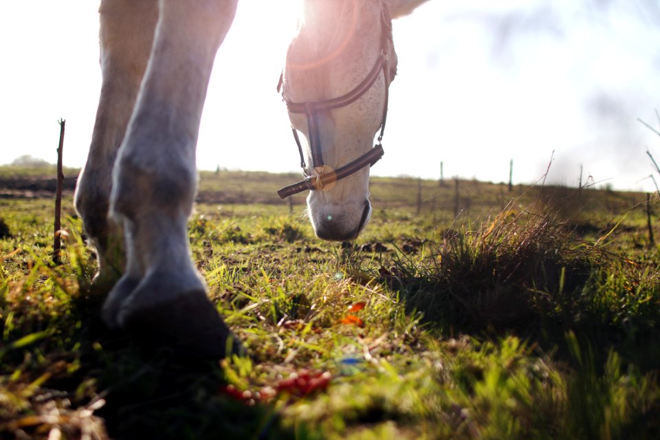 Horse Grazing In Filed