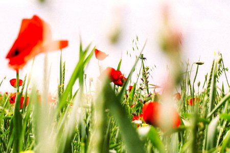 Wildflowers In Field