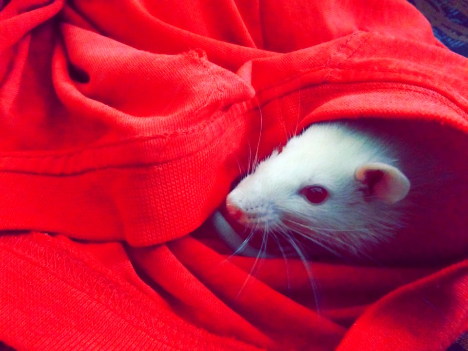 White Mouse Hiding On Red Textile