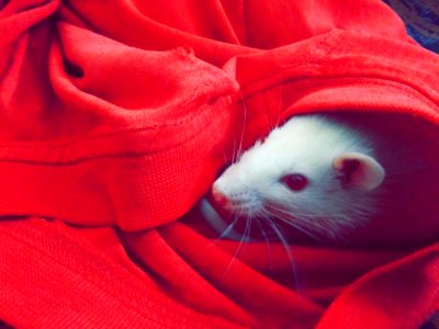 White Mouse Hiding On Red Textile