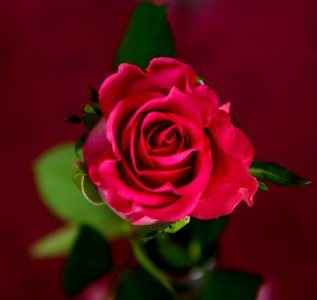 Red Rose In Bloom