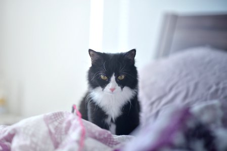 Domestic Cat On Bed photo