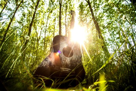 Guitar In The Forest