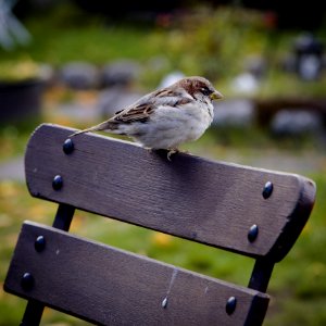 Bird On Wooden Chair