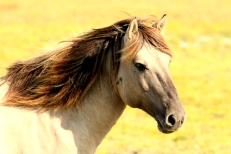 Portrait Of Horse In Pasture photo