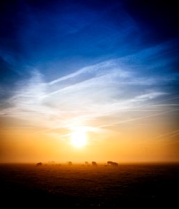 Cows In Field At Sunset photo