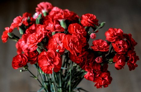 Red Petaled Flowers