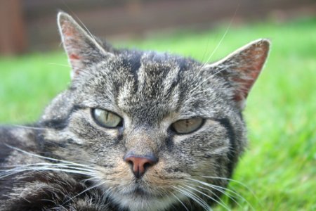 Tabby Cat Portrait photo