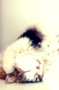 Portrait Of Sleeping Cat photo