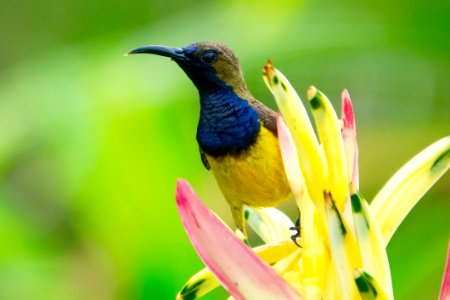 Yellow Blue And Brown Bird On The Top Of Yellow Petaled Flower Photography photo