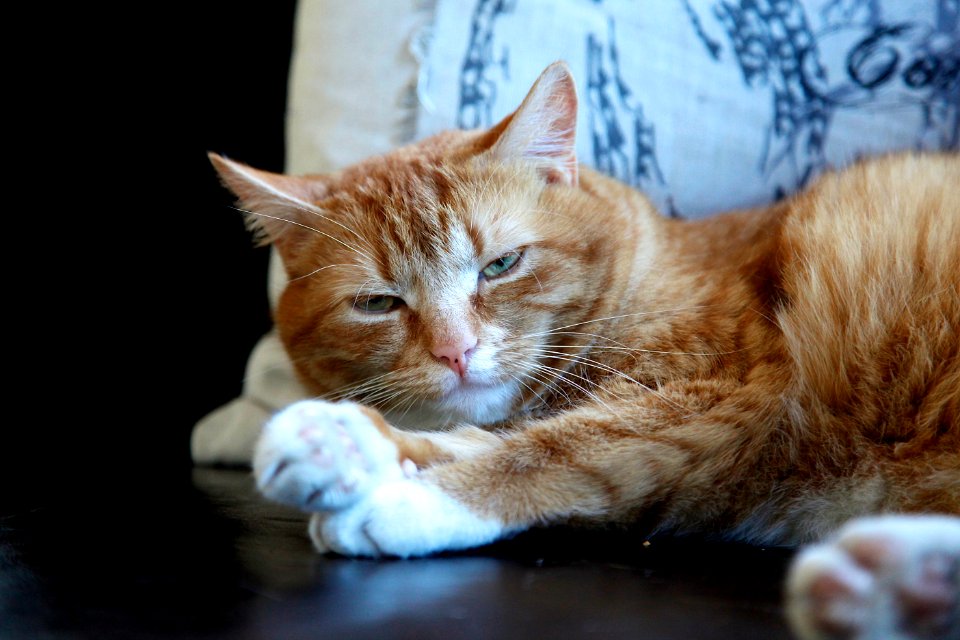 Portrait Of Sleepy Cat