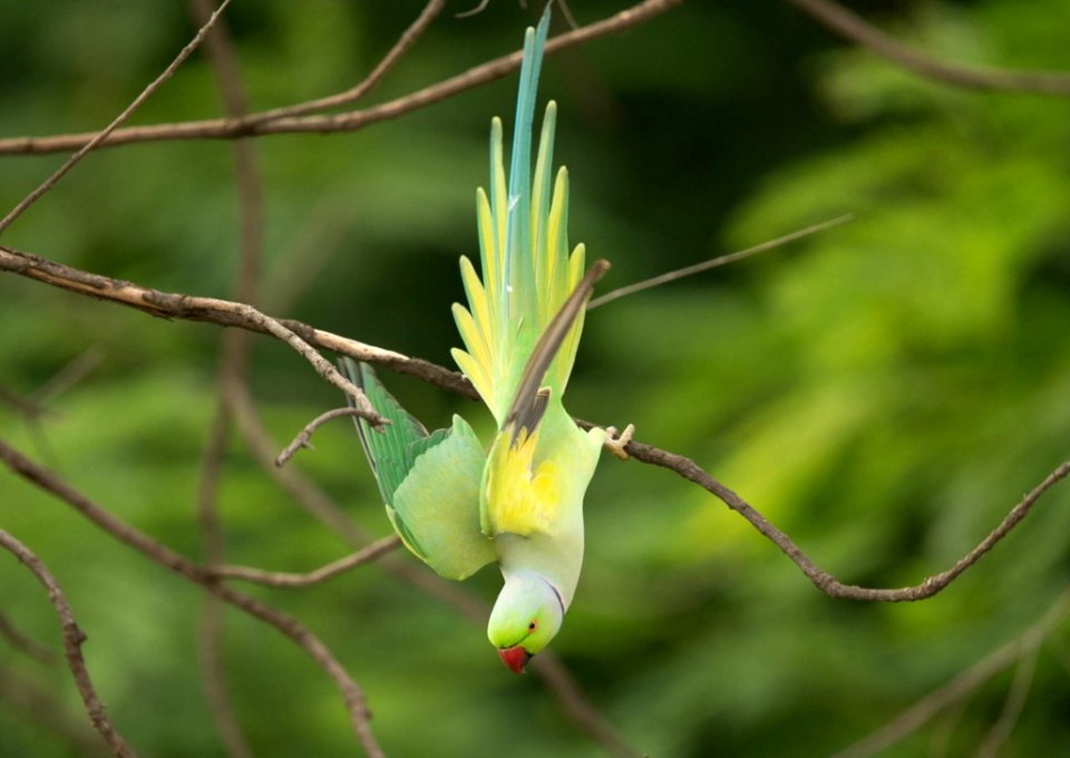 Colorful Parrot In Tree