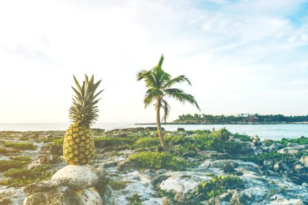 Pineapple On Rock