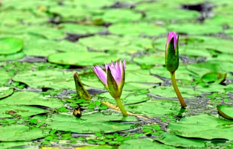 Pink And Green Flower On Water