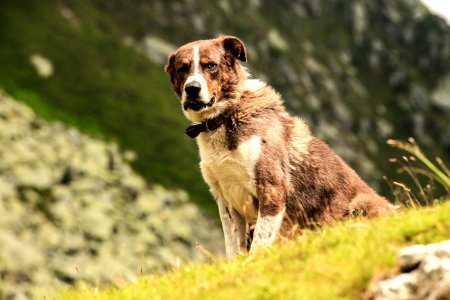Dog On Hillside photo