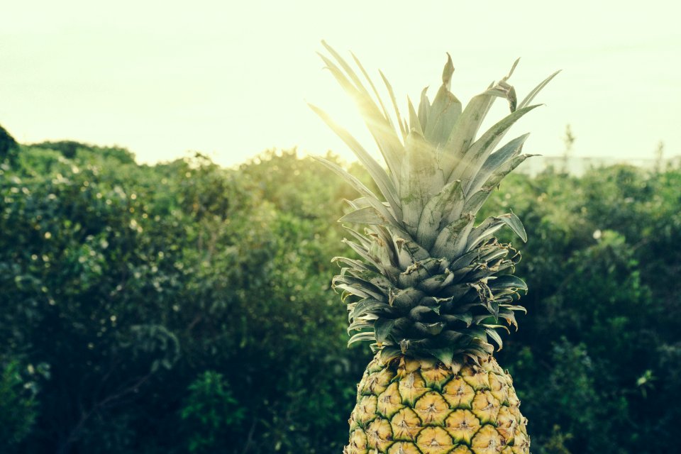 Pineapple Next To Bushes