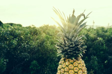 Pineapple Next To Bushes
