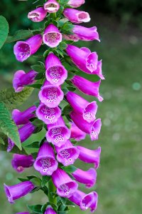 Purple Bell Flowers photo