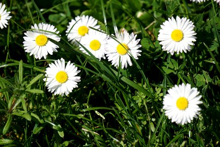 White Petal Flower Field photo