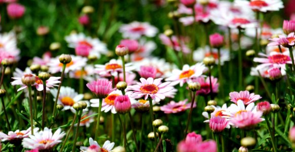 Group Of White And Orange Petal Flower
