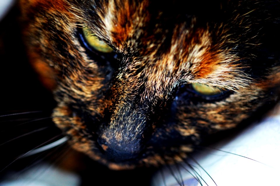 Photography Of Orange Brown And White Face Of Cat