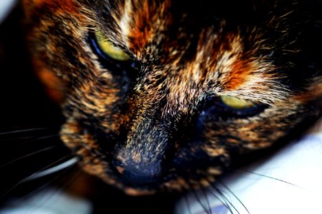 Photography Of Orange Brown And White Face Of Cat