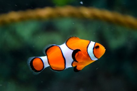 Clown Fish Swimming photo