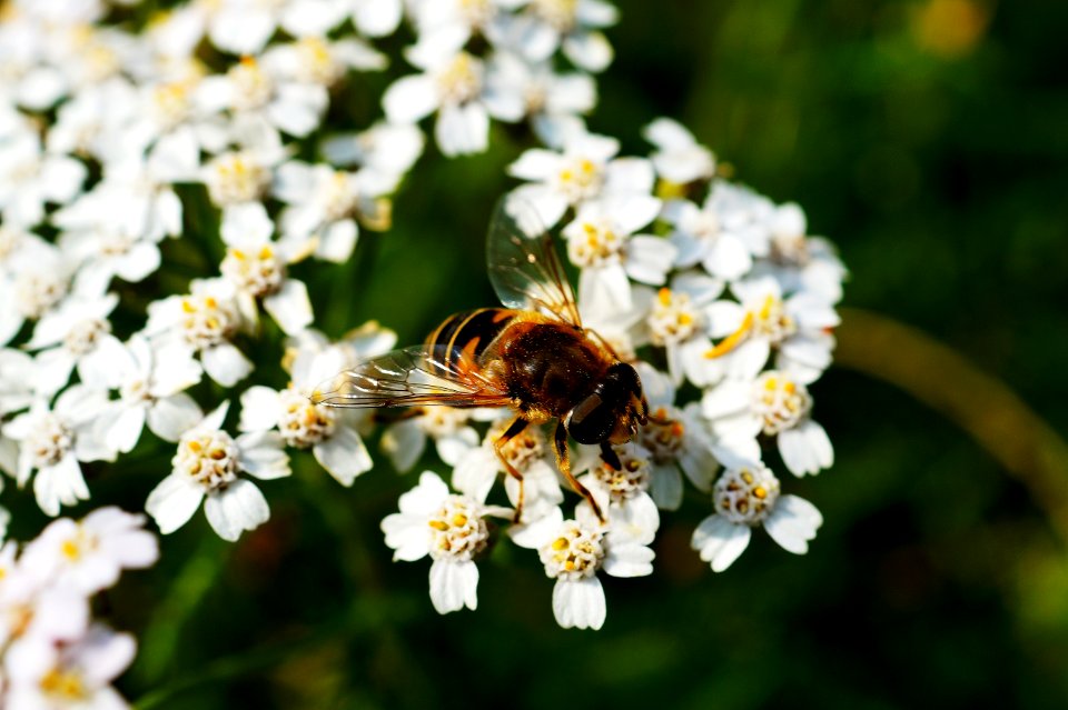 Brown And Black Honey Bee On White Flower Near Green Plants During Daytime