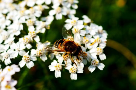 Brown And Black Honey Bee On White Flower Near Green Plants During Daytime photo