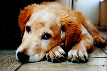 Tan And White Short Coat Dog Laying Down In A Brown Wooden Floor photo