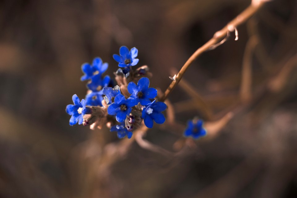 Macro Photography Of Blue Petaled Flower