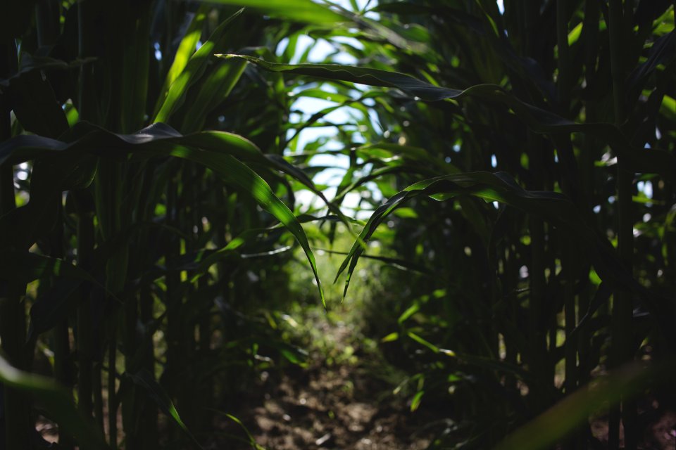 Green Leaf Plot Plant