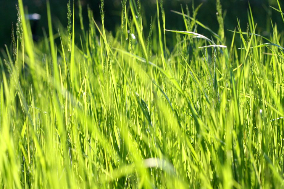 Green Grass Field