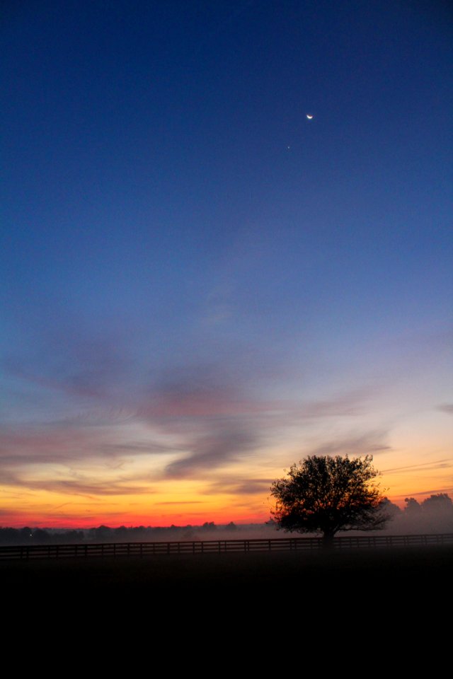 Starry Skies Above Meadow