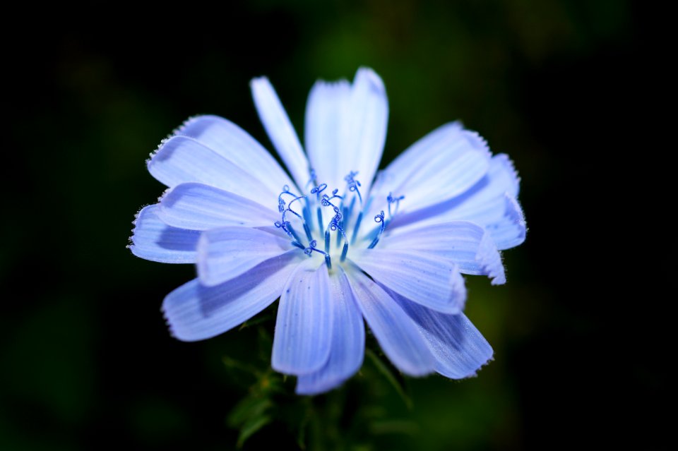 White Flower Plant