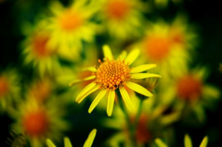 Yellow And Orange Petal Flower photo