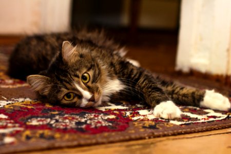 Black Gray And White Tabby Cat Resting In Brown Red Black And White Rug photo