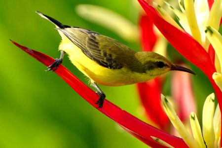Selective Focus Photography Of Black Green And Yellow Long Beaked Bird photo