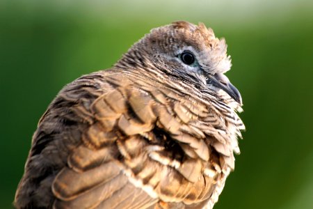 Focus Photography Of Brown And Black Bird photo