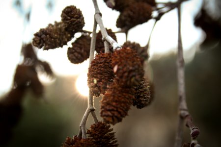 Gray And Brown Tree
